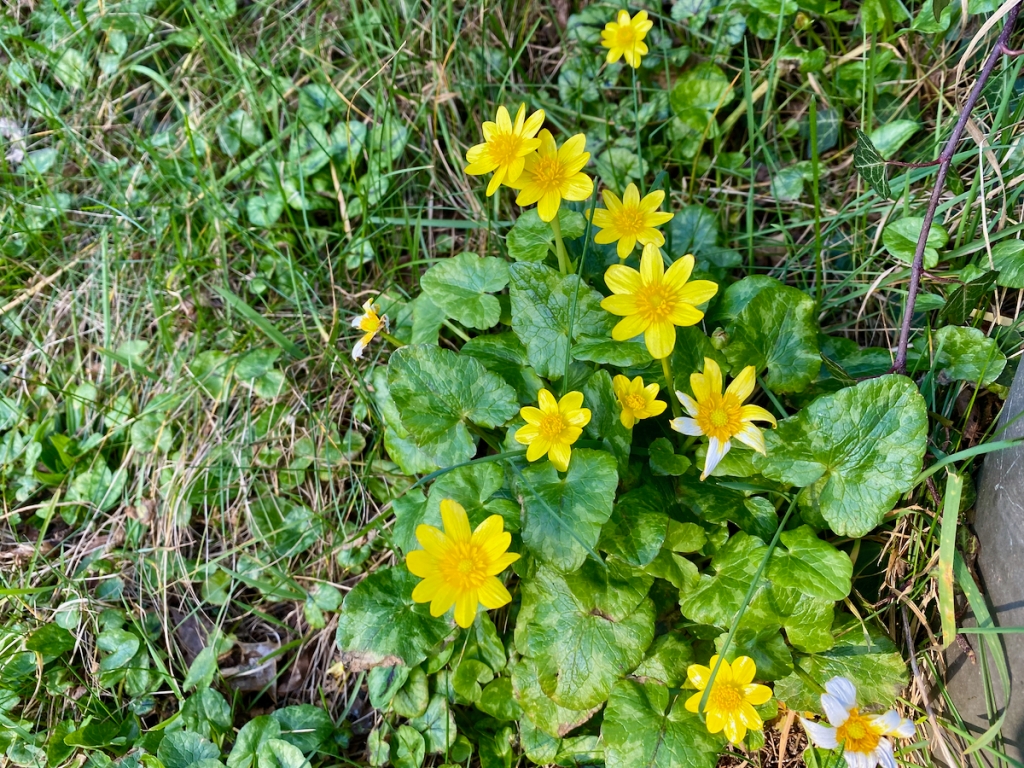 A Yellow Star in the Hedgerow – Lesser Celandine