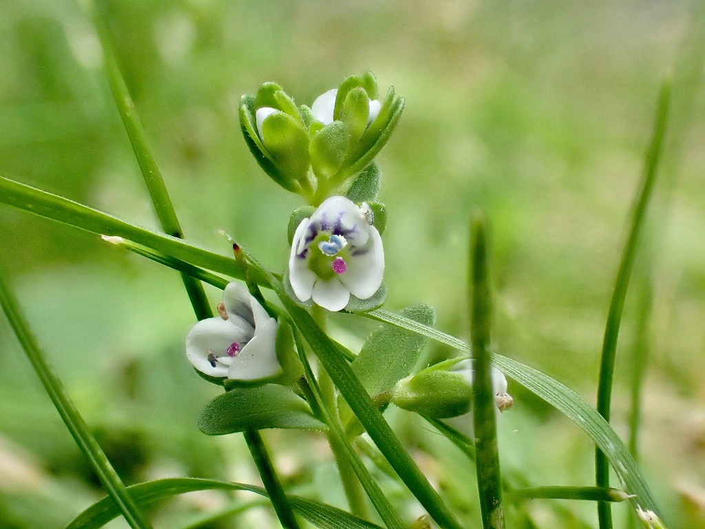 Thyme-leaved Speedwell – Veronica serpyllifolia