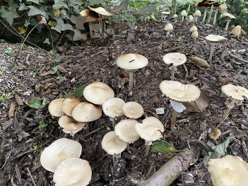 Woodchip Mushrooms