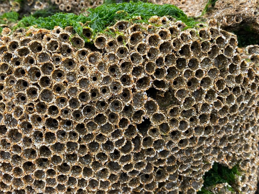 Beach Honeycombs